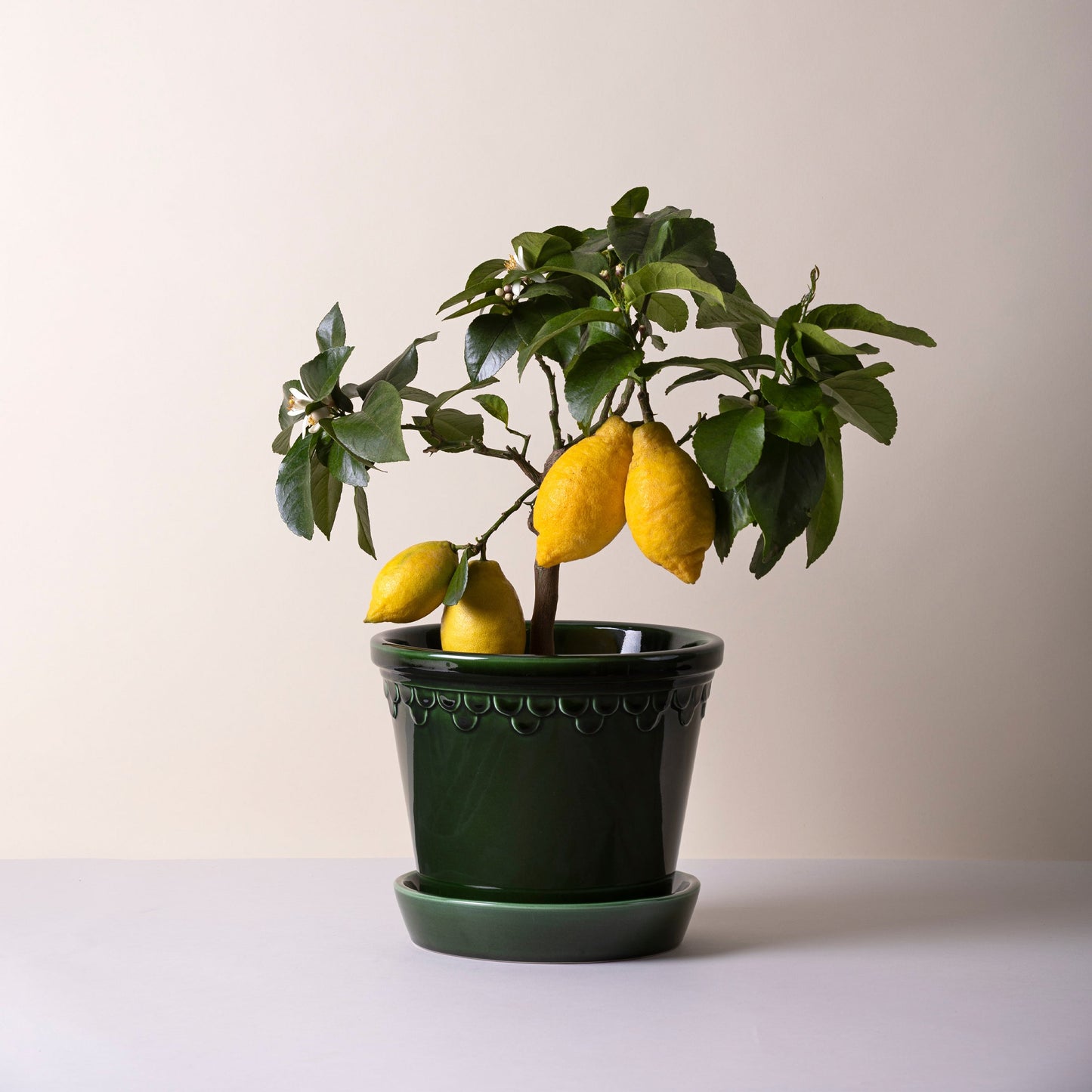 Pot vert émeraude émaillé Kobenhavner de 16 cm avec soucoupe